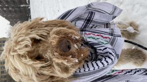 labradoodle wearing a kuffiyah in the snow