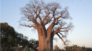 Malagasy A. za Baobab tree